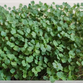 Микрозелень рукколы